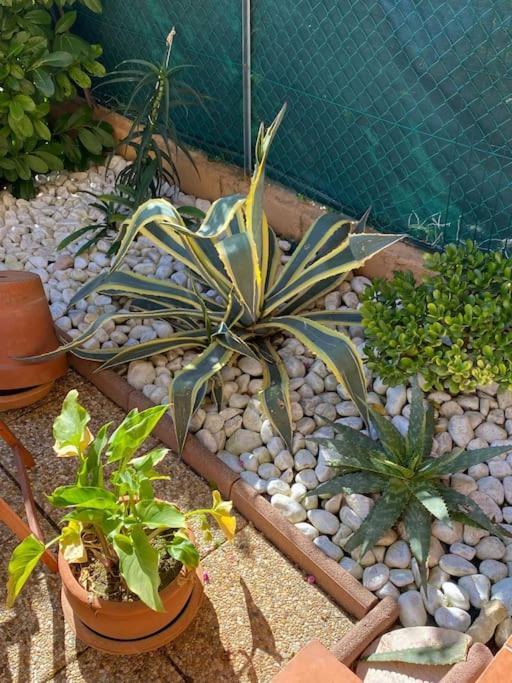 Charmant Studio Costebelle Proche Gare, Terrasse Et Parking Gratuit Apartamento Hyères Exterior foto